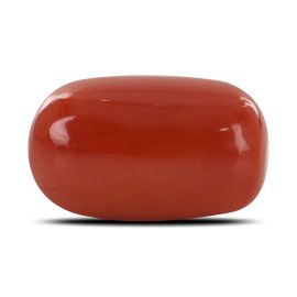 Red Coral (Moonga) - 14.77 Carat 