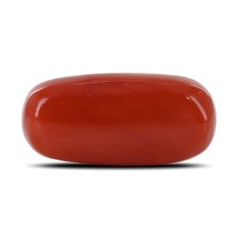 Red Coral (Moonga) - 11 Carat 