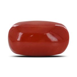 Red Coral (Moonga) - 17.14 Carat 