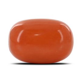 Red Coral (Moonga) - 14.92 Carat 