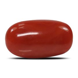 Red Coral (Moonga) - 5.28 Carat 