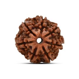 7 Mukhi Rudraksha (Nepal)