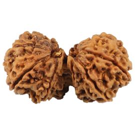 Natural Gauri Shankar 11 Mukhi Rudraksha (Nepal) GJSPC Certified 39.21 M.M.