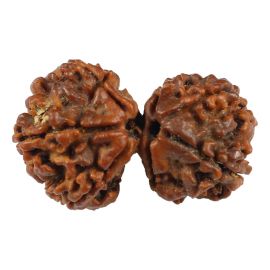 Natural Gauri Shankar 7 Mukhi Rudraksha (Nepal) GJSPC Certified 30.07 M.M.