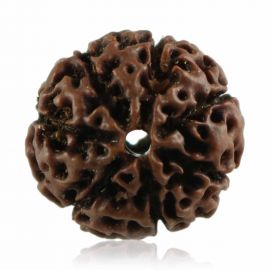 Natural 7 Mukhi Rudraksha Indonesia GJSPC Certified