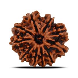 Natural 10 Mukhi (Ten Mukhi) Nepal Rudraksha GJSPC Certified 22.68 M.M.