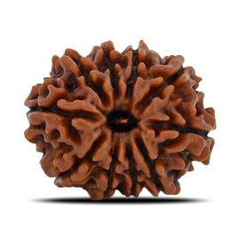 Natural 10 Mukhi (Ten Mukhi) Nepal Rudraksha GJSPC Certified 21.23 M.M.