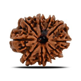 Natural 10 Mukhi (Ten Mukhi) Nepal Rudraksha GJSPC Certified 23.73 M.M.