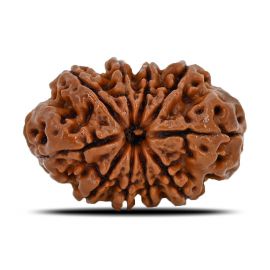 Natural 10 Mukhi (Ten Mukhi) Nepal Rudraksha GJSPC Certified 26.35 M.M.