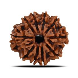 Natural 10 Mukhi (Ten Mukhi) Nepal Rudraksha GJSPC Certified 21.44 M.M.