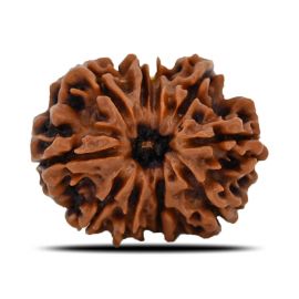 Natural 10 Mukhi (Ten Mukhi) Nepal Rudraksha GJSPC Certified 22.72 M.M.