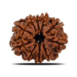 Natural 10 Mukhi (Ten Mukhi) Nepal Rudraksha GJSPC Certified 22.33 M.M.