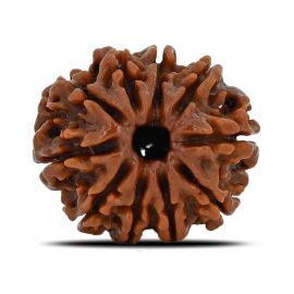 Natural 10 Mukhi (Ten Mukhi) Nepal Rudraksha GJSPC Certified 21.93 M.M.