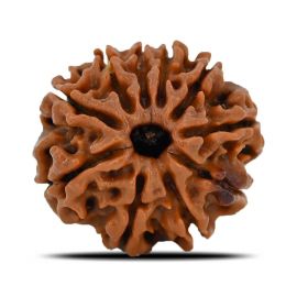 Natural 10 Mukhi (Ten Mukhi) Nepal Rudraksha GJSPC Certified 21.6 M.M.