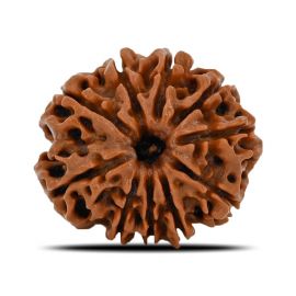 Natural 10 Mukhi (Ten Mukhi) Nepal Rudraksha GJSPC Certified 22.57 M.M.