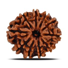 Natural 10 Mukhi (Ten Mukhi) Nepal Rudraksha GJSPC Certified 21.72 M.M.