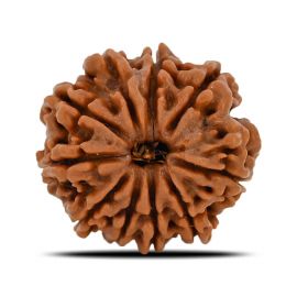 Natural 10 Mukhi (Ten Mukhi) Nepal Rudraksha GJSPC Certified 21.71 M.M.