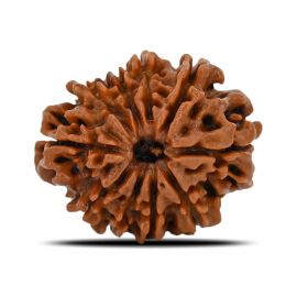 Natural 10 Mukhi (Ten Mukhi) Nepal Rudraksha GJSPC Certified 24.08 M.M.