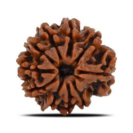 Natural 10 Mukhi (Ten Mukhi) Nepal Rudraksha GJSPC Certified 22.14 M.M.