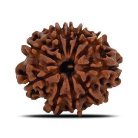 Natural 10 Mukhi (Ten Mukhi) Nepal Rudraksha GJSPC Certified 23.09 M.M.