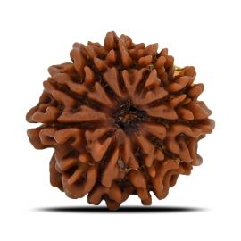 Natural 10 Mukhi (Ten Mukhi) Nepal Rudraksha GJSPC Certified 22.84 M.M.