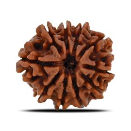 Natural 10 Mukhi (Ten Mukhi) Nepal Rudraksha GJSPC Certified 21.72 M.M.