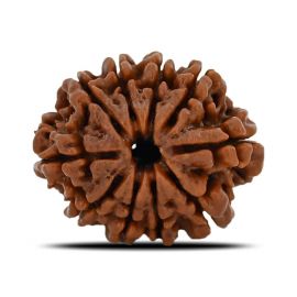 Natural 10 Mukhi (Ten Mukhi) Nepal Rudraksha GJSPC Certified 23.32 M.M.