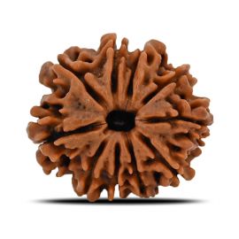 Natural 10 Mukhi (Ten Mukhi) Nepal Rudraksha GJSPC Certified 22.68 M.M.