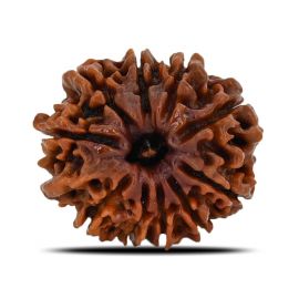 Natural 10 Mukhi (Ten Mukhi) Nepal Rudraksha GJSPC Certified 22.08 M.M.