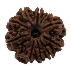 Natural 10 Mukhi Nepali Rudraksha Collector Size (Ten Mukhi) 28.49 M.M.