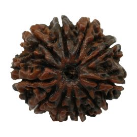 Natural 10 Mukhi Nepali Rudraksha (Ten Mukhi) 23.38 M.M.