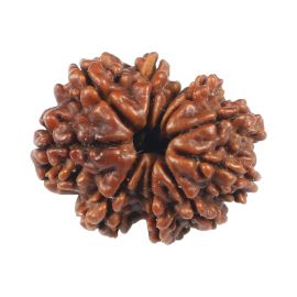 Natural 10 Mukhi (Ten Mukhi) Rudraksha (Nepal) GJSPC Certified 20.3 M.M.