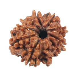 Natural 10 Mukhi (Ten Mukhi) Rudraksha (Nepal) GJSPC Certified 18.31 M.M.