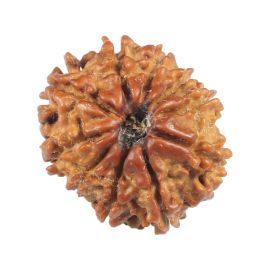 Natural 10 Mukhi (Ten Mukhi) Rudraksha (Nepal) GJSPC Certified 19.71 M.M.