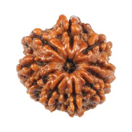 Natural 10 Mukhi (Ten Mukhi) Rudraksha (Nepal) GJSPC Certified 18.94 M.M.