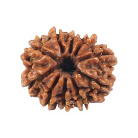 Natural 10 Mukhi (Ten Mukhi) Rudraksha (Nepal) GJSPC Certified 16.8 M.M.