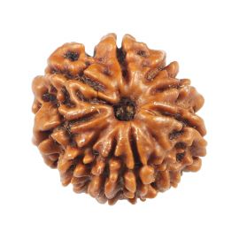 Natural 10 Mukhi (Ten Mukhi) Rudraksha (Nepal) GJSPC Certified 18.53 M.M.