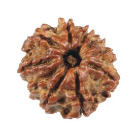 Natural 10 Mukhi (Ten Mukhi) Rudraksha (Nepal) GJSPC Certified 19.01 M.M.