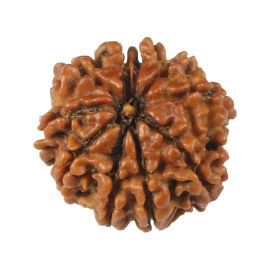 Natural 10 Mukhi (Ten Mukhi) Rudraksha (Nepal) GJSPC Certified 20.41 M.M.