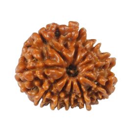 Natural 10 Mukhi (Ten Mukhi) Rudraksha (Nepal) GJSPC Certified 20.03 M.M.