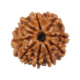 Natural 10 Mukhi (Ten Mukhi) Rudraksha (Nepal) GJSPC Certified 17.84 M.M.