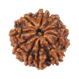 Natural 10 Mukhi (Ten Mukhi) Rudraksha (Nepal) GJSPC Certified 17.11 M.M.