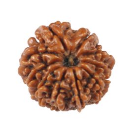 Natural 10 Mukhi (Ten Mukhi) Rudraksha (Nepal) GJSPC Certified 17.69 M.M.