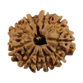 Natural 10 Mukhi (Ten Mukhi) Nepali Rudraksha GJSPC Certified 23.1 M.M.