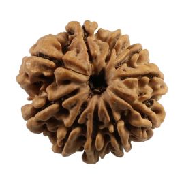 Natural 10 Mukhi (Ten Mukhi) Nepali Rudraksha GJSPC Certified 20.86 M.M.