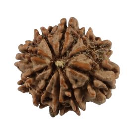 Natural 10 Mukhi (Ten Mukhi) Nepali Rudraksha GJSPC Certified 18.43 M.M.