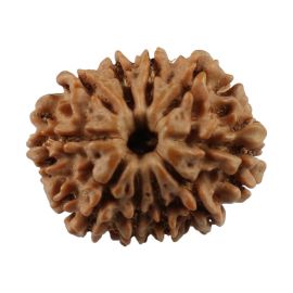 Natural 10 Mukhi (Ten Mukhi) Nepali Rudraksha GJSPC Certified 20.51 M.M.