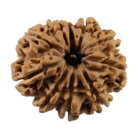 Natural 10 Mukhi (Ten Mukhi) Nepali Rudraksha GJSPC Certified 25.77 M.M.