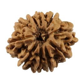 Natural 10 Mukhi (Ten Mukhi) Nepali Rudraksha GJSPC Certified 23.75 M.M.