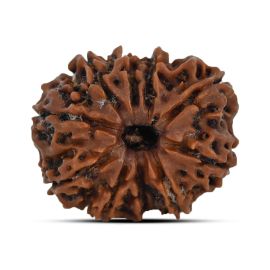 10 Mukhi Rudraksha 25.13 M.M.